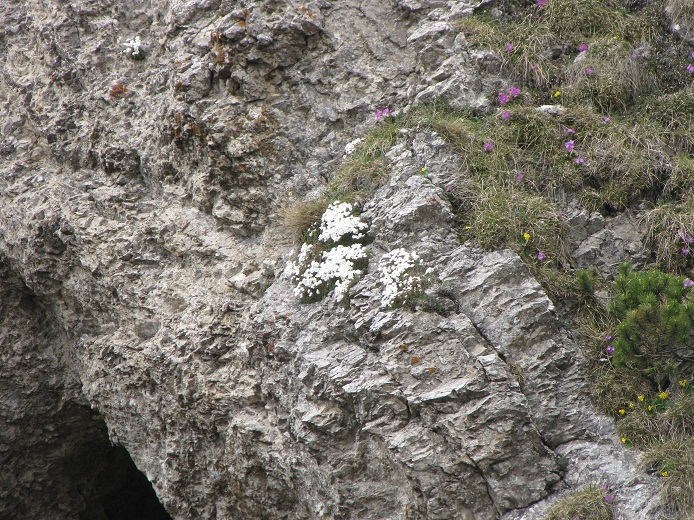 Strani peli nell''orecchio dell''orso - Primula auricula